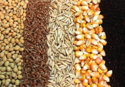 واردات نهاده های دامی به بندر امام خمینی 20 درصد افزایش یافت